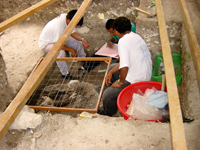 tikal-opgraving-skelet