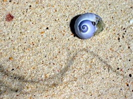 la-digue-island-lodge-22