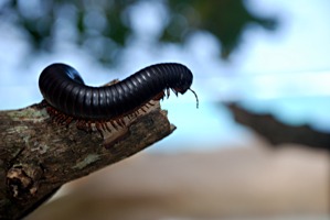 la-digue-source-d-argent-20