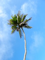 la-digue-source-d-argent-palm