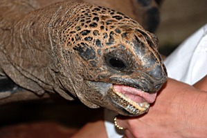 moyenne-schildpad-voeren