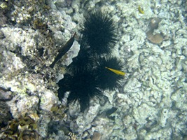 moyenne-snorkelen-10