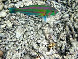 moyenne-snorkelen-11