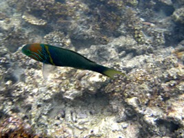 moyenne-snorkelen-12