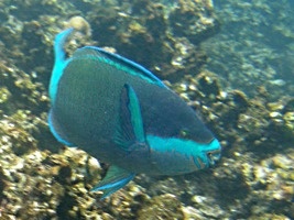 praslin-coco-sister-snorkel-1