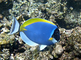 praslin-coco-sister-snorkel-10