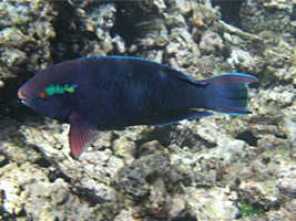 praslin-coco-sister-snorkel-11