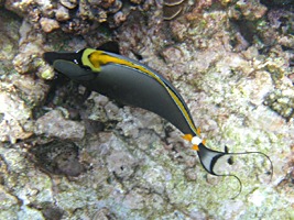 praslin-coco-sister-snorkel-12