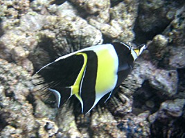 praslin-coco-sister-snorkel-13