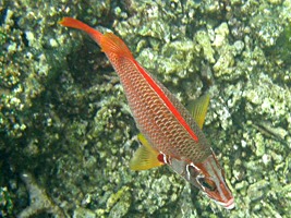 praslin-coco-sister-snorkel-2