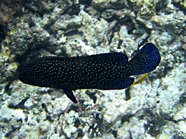 praslin-coco-sister-snorkel-3