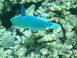 praslin-coco-sister-snorkel-4