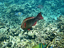 praslin-coco-sister-snorkel-5