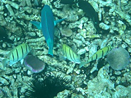 praslin-coco-sister-snorkel-6