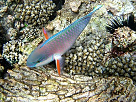 praslin-coco-sister-snorkel-7