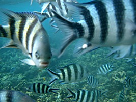 praslin-coco-sister-snorkel-8