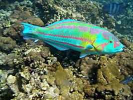 praslin-coco-sister-snorkel-9