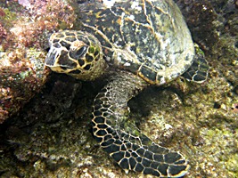 praslin-coco-sister-snorkel-zeeschildpad-1