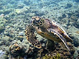 praslin-coco-sister-snorkel-zeeschildpad-2
