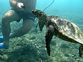 praslin-coco-sister-snorkel-zeeschildpad-3