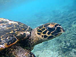 praslin-coco-sister-snorkel-zeeschildpad-4