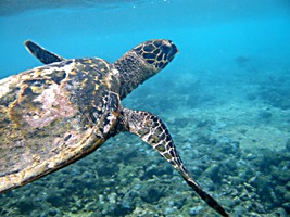 praslin-coco-sister-snorkel-zeeschildpad-5