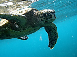 praslin-coco-sister-snorkel-zeeschildpad-6