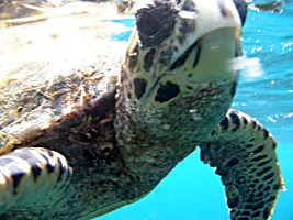 praslin-coco-sister-snorkel-zeeschildpad-7