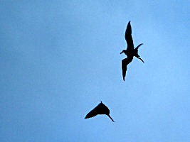 praslin-dieren-fregatvogel