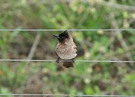 praslin-dieren-kleinbuulbuul1