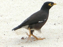 praslin-dieren-magpie-robin