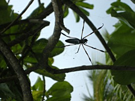 praslin-dieren-spin-1