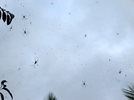 praslin-dieren-spin-2