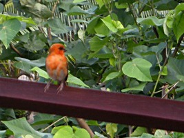 praslin-dieren-vinkje-1