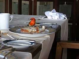 praslin-dieren-vinkje-2