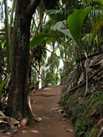 praslin-vallee-de-mai-2