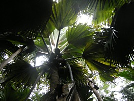 praslin-vallee-de-mai-3