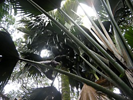 praslin-vallee-de-mai-4