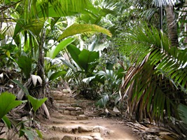 praslin-vallee-de-mai-5