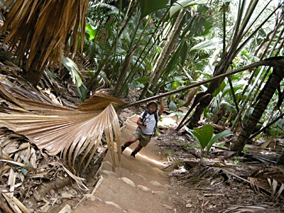 praslin-vallee-de-mai-6