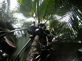 praslin-vallee-de-mai-7