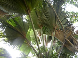 praslin-vallee-de-mai-8