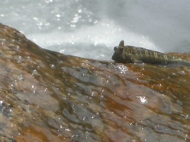 seychellen-periophtalmus-1