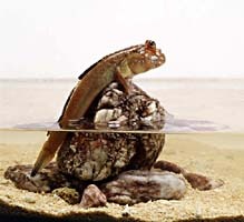 seychellen-periophtalmus-2