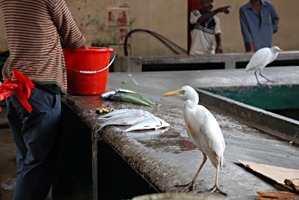 victoria-markt-vissen-reiger