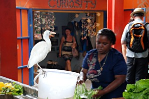 victoria-markt-vrouw-reiger