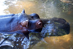 zuid-afrika-jessica-het-tamme-nijlpaard-01