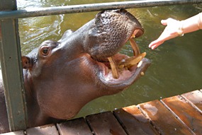 zuid-afrika-jessica-het-tamme-nijlpaard-04