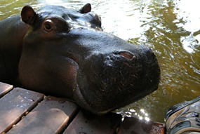 zuid-afrika-jessica-het-tamme-nijlpaard-06