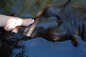 zuid-afrika-jessica-het-tamme-nijlpaard-08